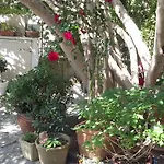 Lägenhet Cielito Lindo Montpellier