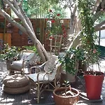 Cielito Lindo Montpellier