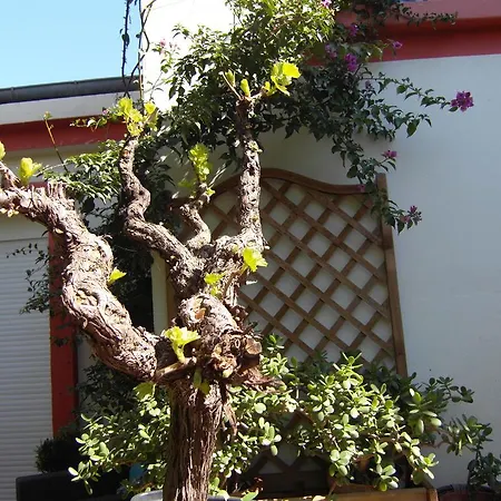 Cielito Lindo Montpellier